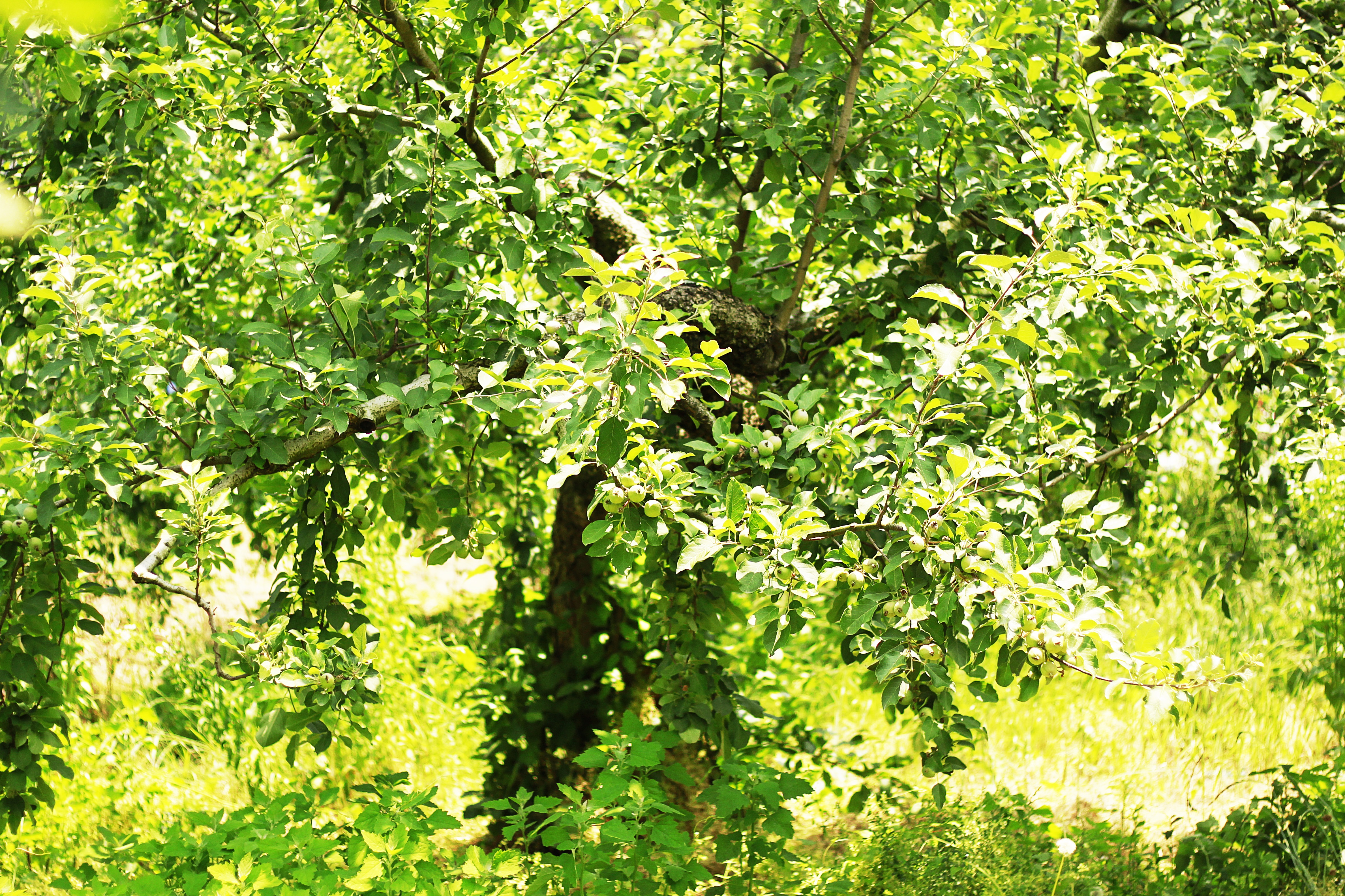 <b><p>Korean Kim Hye-ok Praised 10 tes condensing</p></b><b><p>韓国語 ギムヒェオクが 絶賛した 10空腹凝縮 0％ プトサグァ 粉末</p></b><br /><br /><p align='center'>