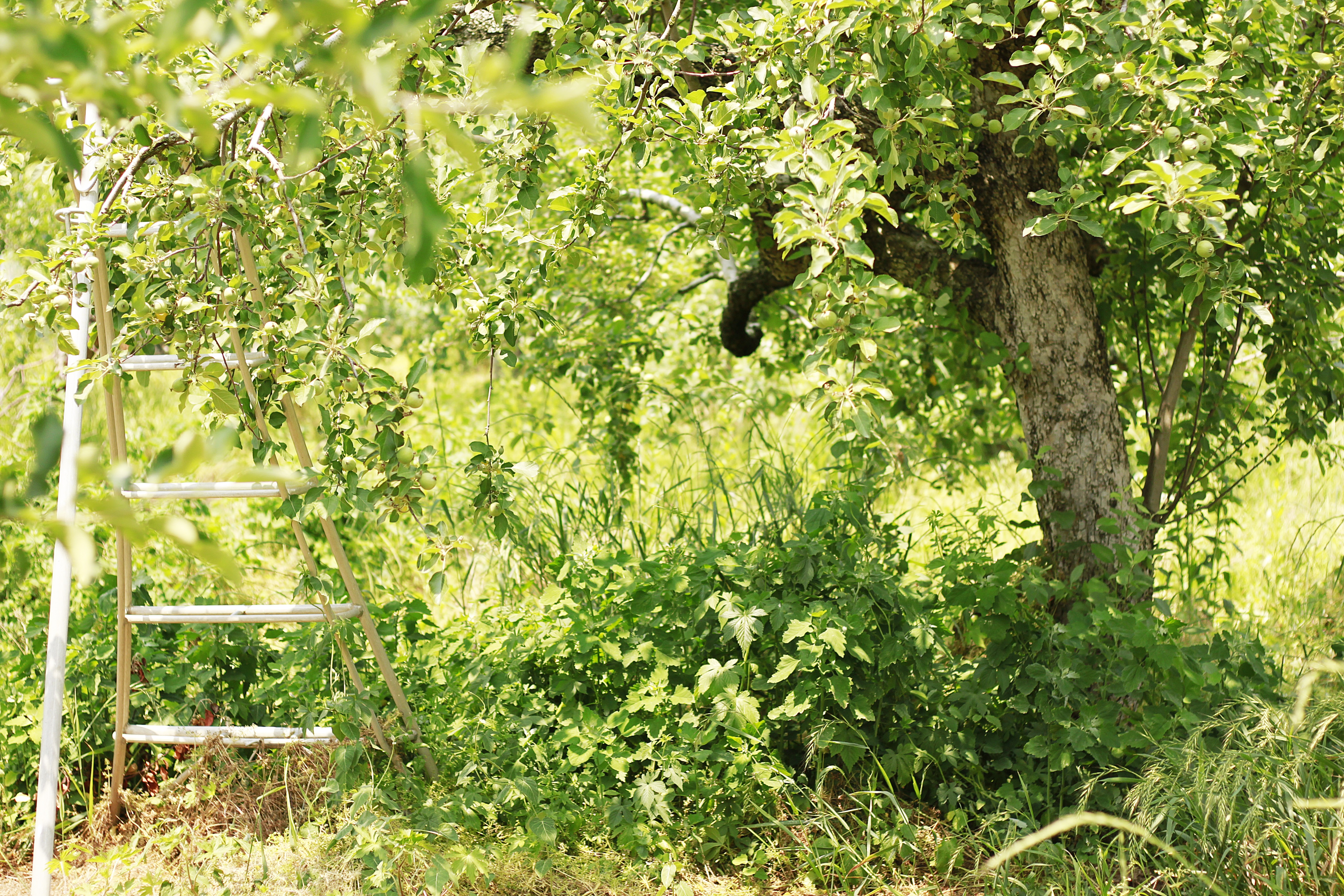 <b><p>Korean Kim Hye-ok Praised 10 tes condensing</p></b><b><p>韓国語 ギムヒェオクが 絶賛した 10空腹凝縮 0％ プトサグァ 粉末</p></b><br /><br /><p align='center'>