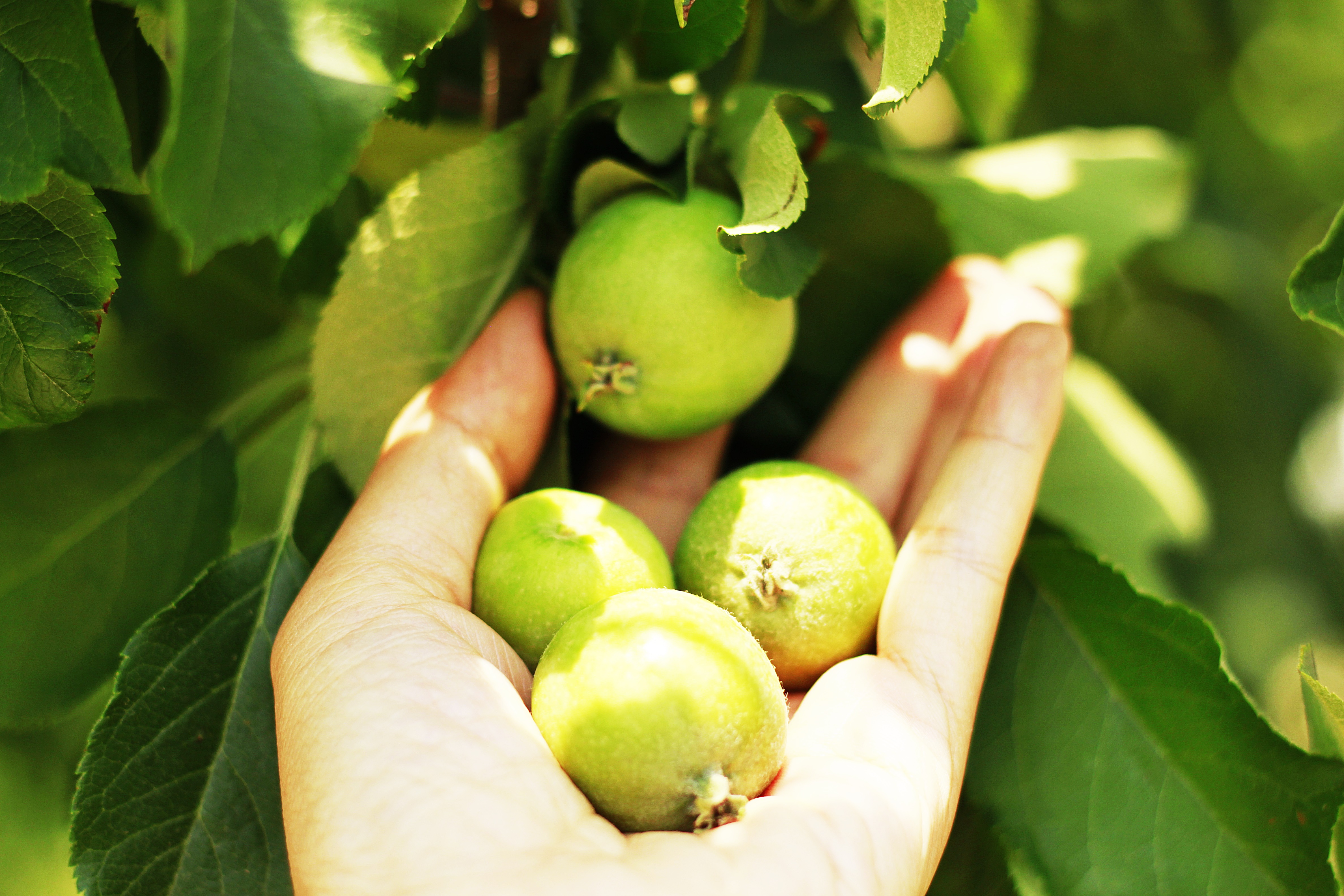 <b><p>Korean Kim Hye-ok Praised 10 tes condensing</p></b><b><p>韓国語 ギムヒェオクが 絶賛した 10空腹凝縮 0％ プトサグァ 粉末</p></b><br /><br /><p align='center'>