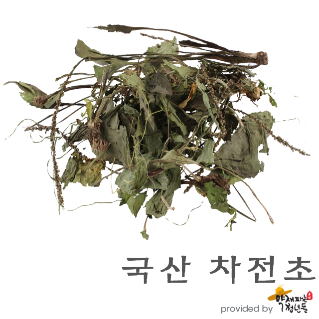 국산 차전초 600g, 질경이 - 상품 이미지