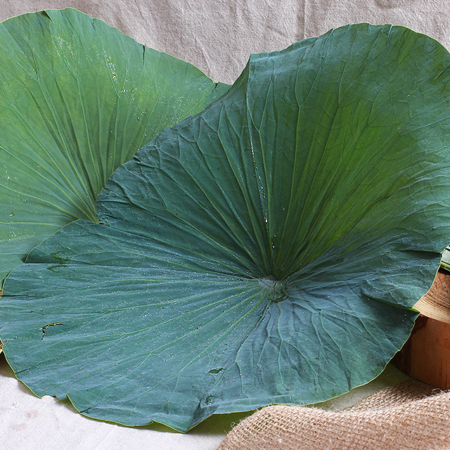 향긋한 생연잎 1kg 연잎밥 - 상품 이미지
