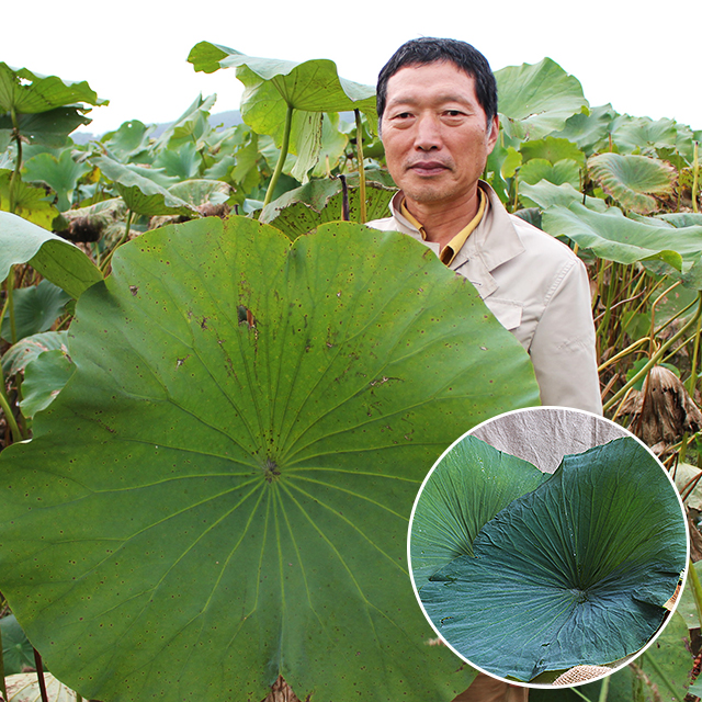 향긋한 생연잎 1kg 연잎밥 - 상세 이미지 2