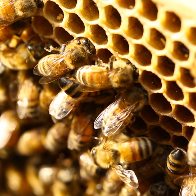 국내산 순수 천연 벌 화분 대표 이미지