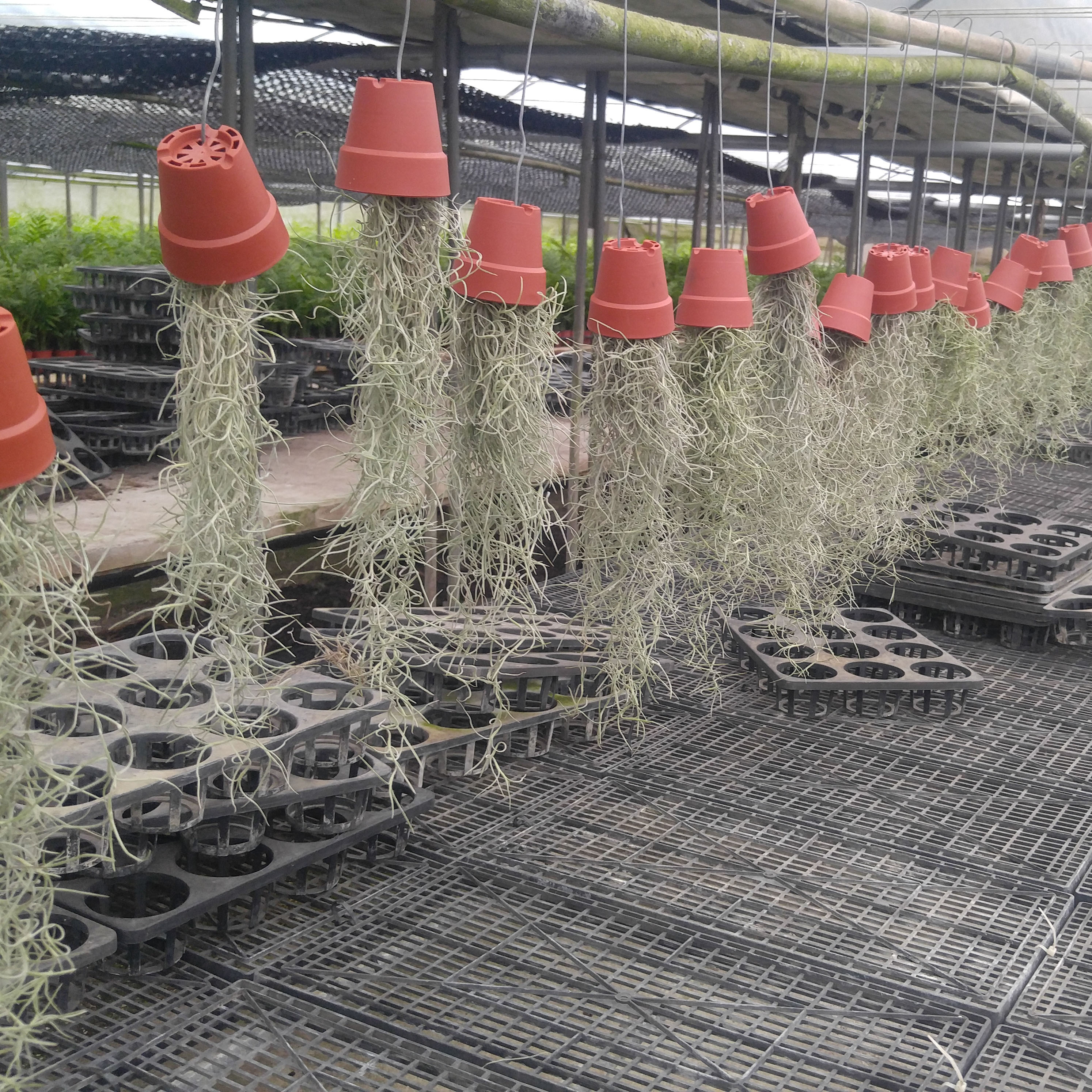 수염틸란드시아 수염틸란 수염틸란시아 미니수염틸란 공중식물 틸란시아 실사용 후기 | 효과 있을까? - 대표 이미지