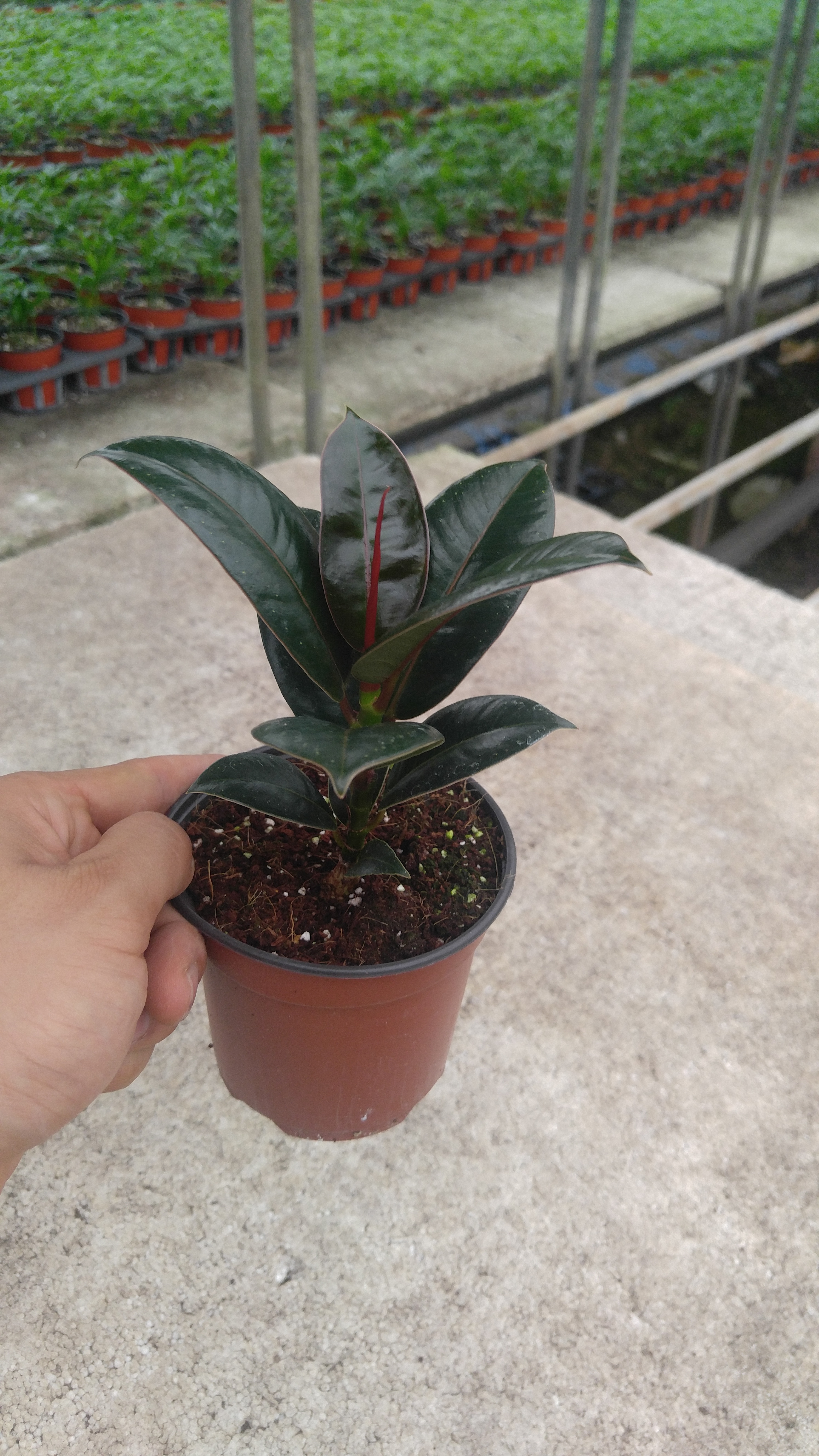 멜라니고무나무 그늘 음지 거실 키우기쉬운 실내공기정화식물 관엽 식물화분