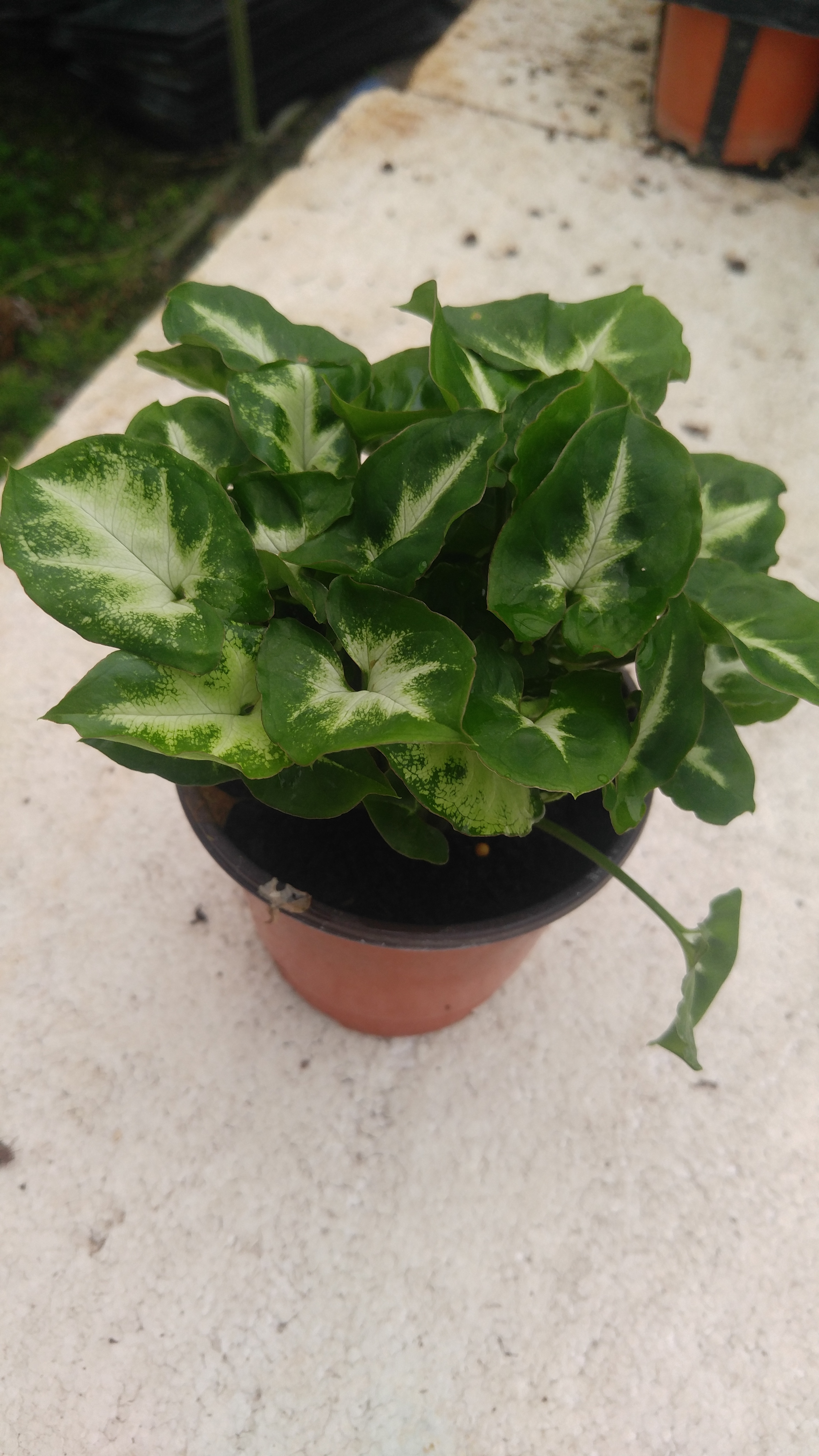 싱고니움 수경식물 그늘 거실 음지 키우기쉬운 실내공기정화식물