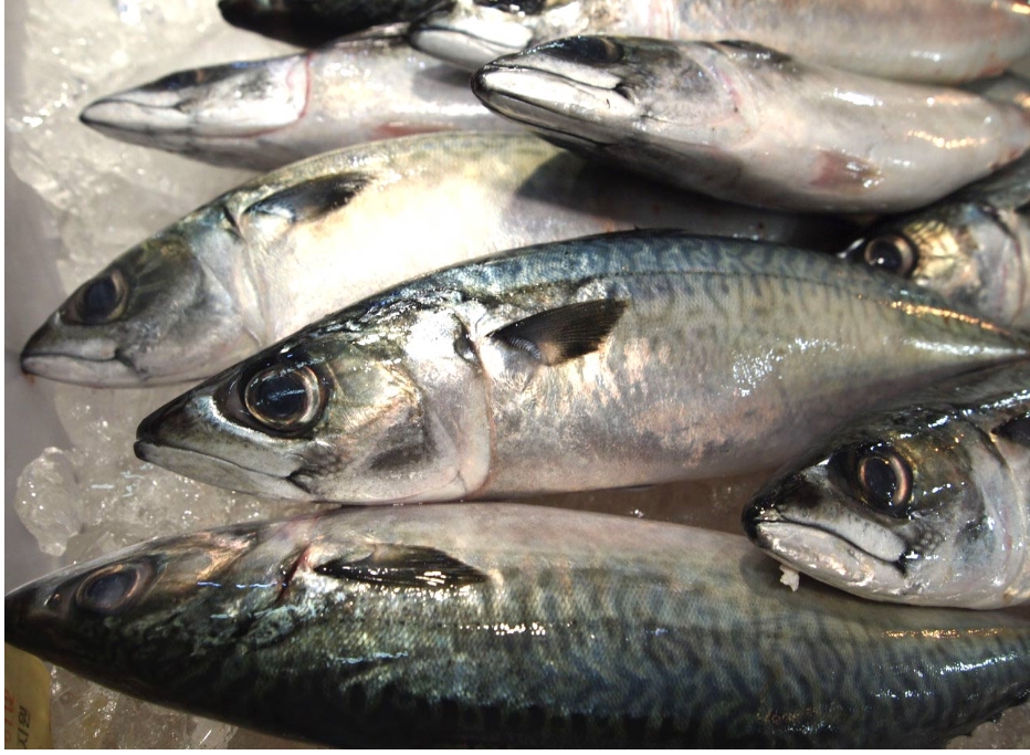 생물 고등어 (대) 손질포함 구이용 찌개용 생고등어 참고등어(2마리이상주문상품)