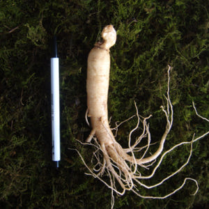 금산 참 인삼 수삼 원수삼 중 (12-15뿌리) 750g 한채 맛있게 먹은 솔직 후기 - 상품 이미지 3