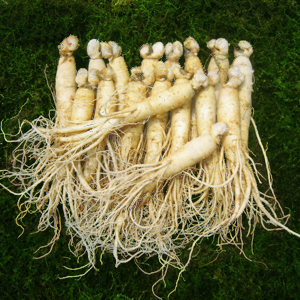 참인삼 수삼 원수삼 소 (16-21뿌리) 750g 한채