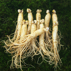 참인삼 수삼 원수삼 대 (9-11뿌리) 750g 한채