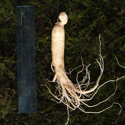 금산 참 인삼 수삼 원수삼 중 (12-15뿌리) 750g 한채 이미지 4