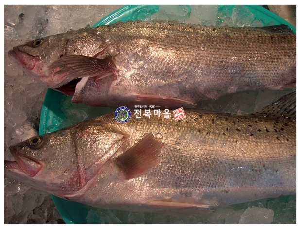 자연산 농어 매운탕용 1kg 농어회 생선찜 생선매운탕 - 상품 이미지