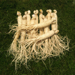 금산 참 인삼 수삼 원수삼 중 (12-15뿌리) 750g 한채 맛있게 먹은 솔직 후기 - 상품 이미지 1