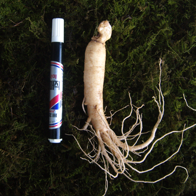 금산 참 인삼 수삼 원수삼 중 (12-15뿌리) 750g 한채 이미지 2