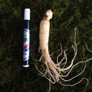 금산 참 인삼 수삼 원수삼 중 (12-15뿌리) 750g 한채 맛있게 먹은 솔직 후기 - 상품 이미지 2