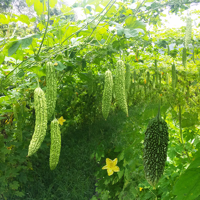 의령 삼산 여주마을 생 여주 1kg 3kg 5kg 10kg - 상세 이미지 2