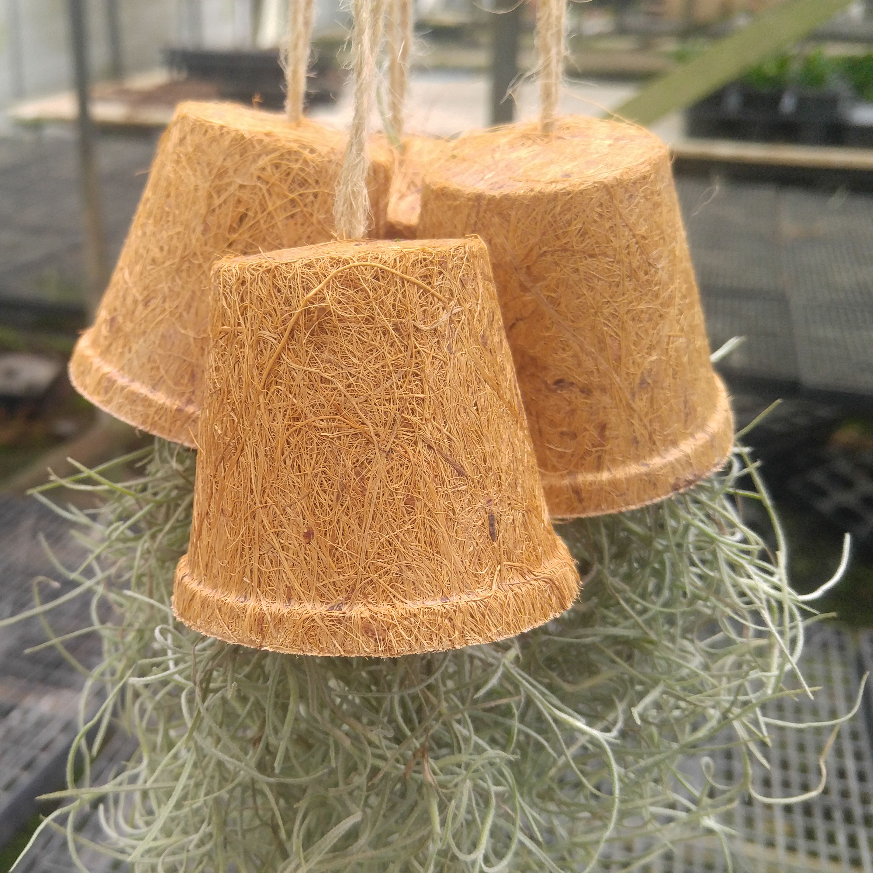 수염틸란드시아 코코넛 종타입 거실화분