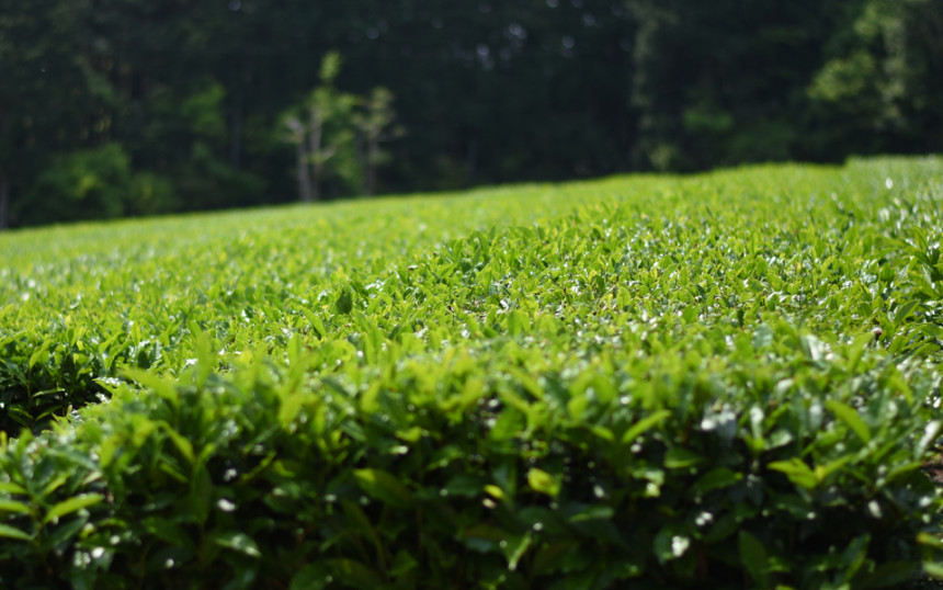 Kinto Unity One-Touch Tippet 460ml 720ml 8747 Tidy