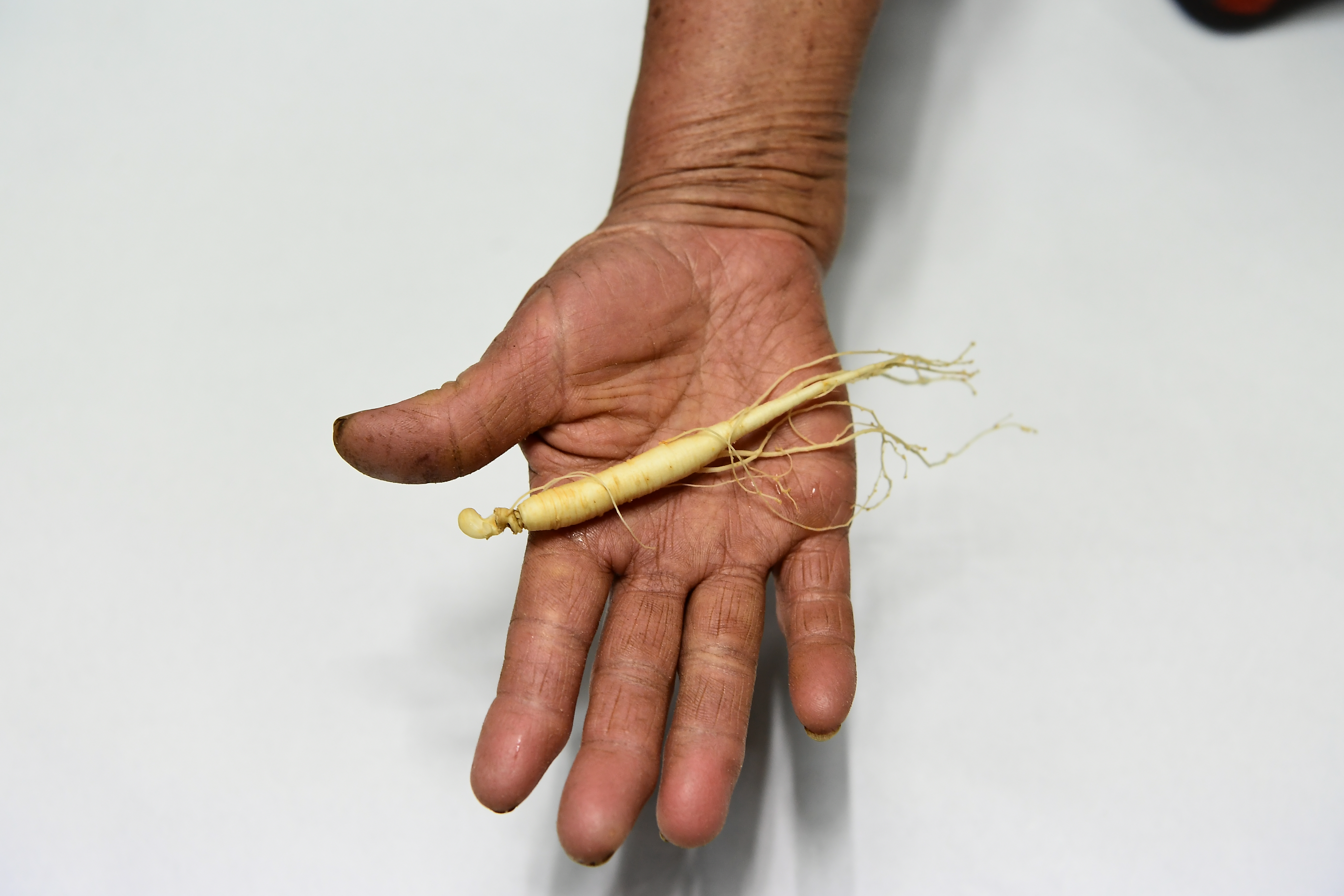 금산인삼 인삼 수삼 삼계용업소용 백숙 삼계탕인삼 이미지 4