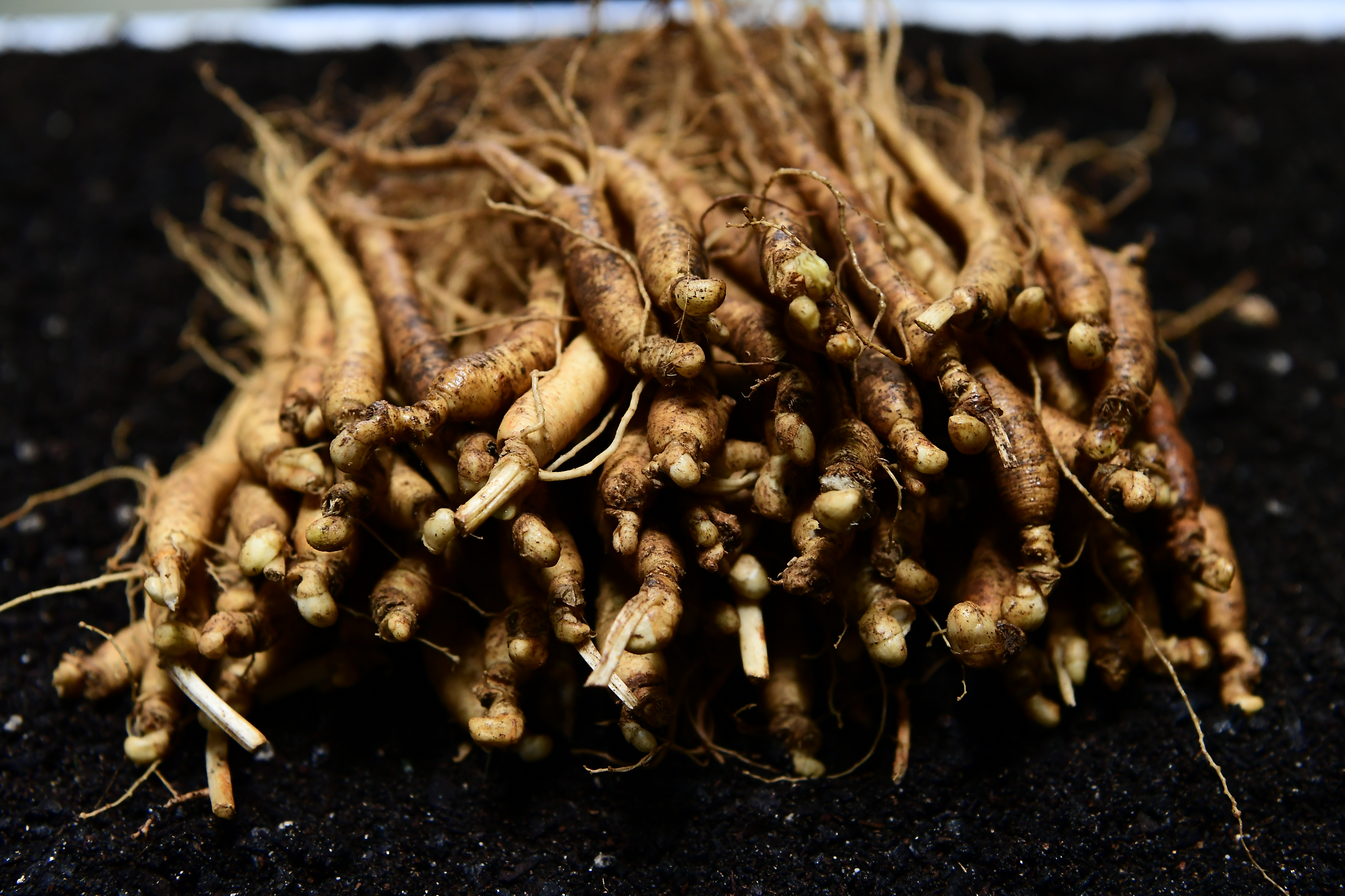 금산인삼 인삼 수삼 삼계용업소용 백숙 삼계탕인삼 이미지 3