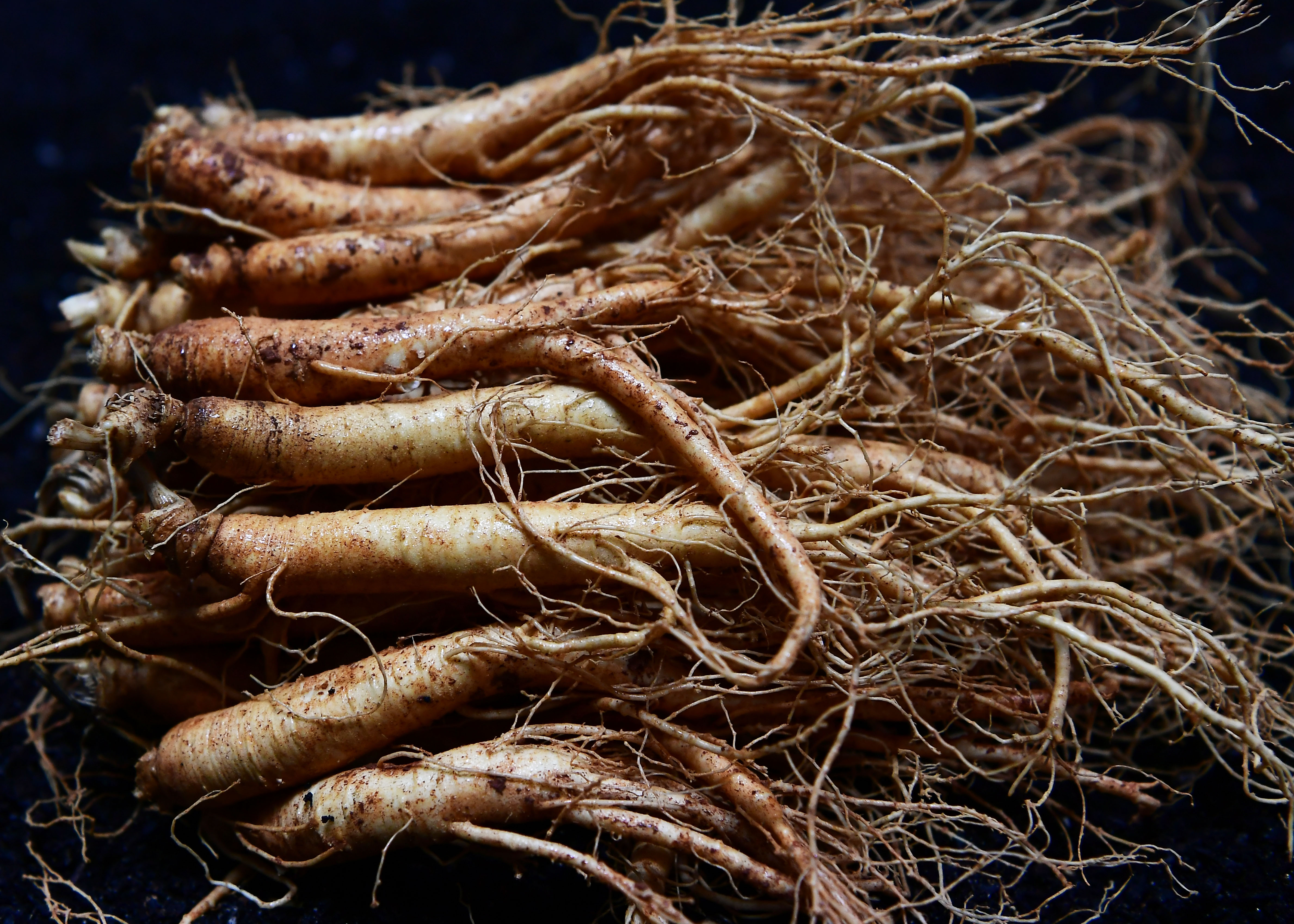 금산인삼 인삼 수삼 삼계용업소용 백숙 삼계탕인삼 이미지 2