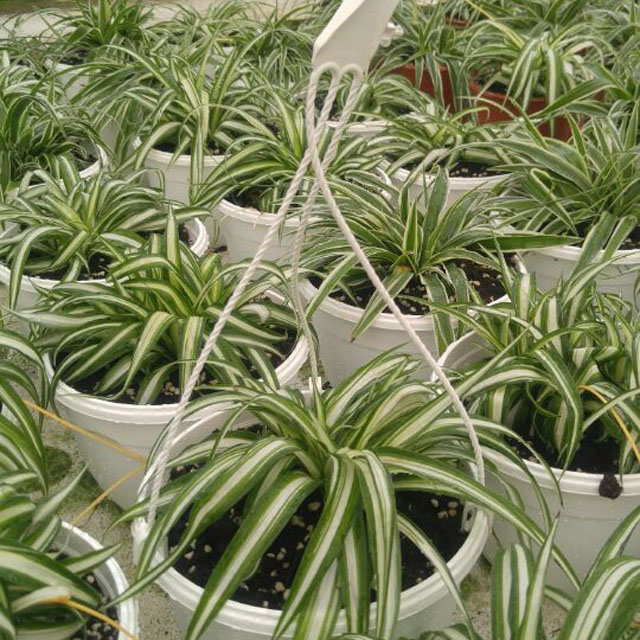 행거식물기획 나비란, 접란, 호야, 스킨답서스, 타라, 보스톤고사리 벽걸이 행잉 화분 식물 기획