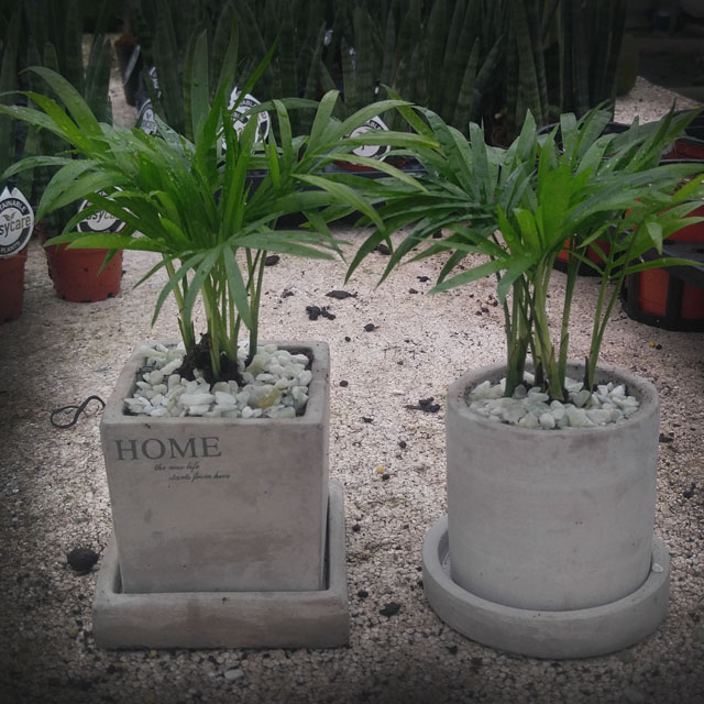 테이블야자 시멘트화분 기획