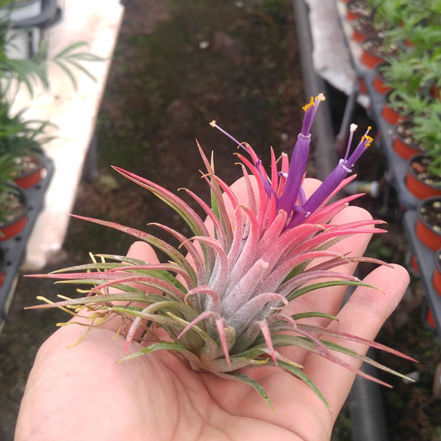 틸란드시아 이오난사 실내공기정화식물