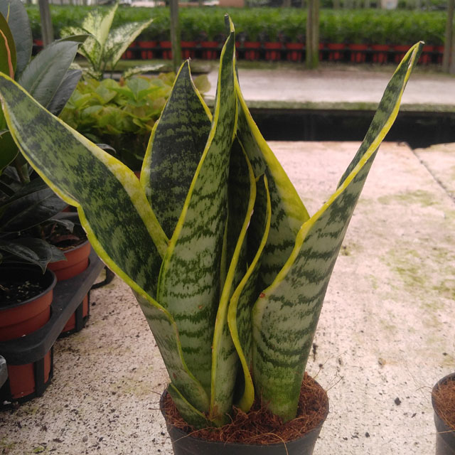 [반려식물] 산세베리아 미니 슈퍼바 공기정화식물 선인장