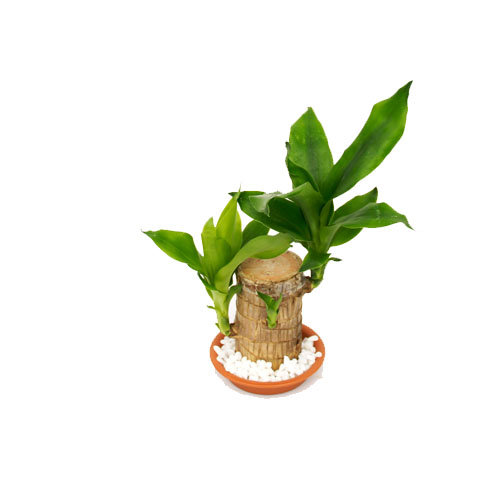 행운목 토막 물받침 조약돌 필요시 추가옵션 구매필요