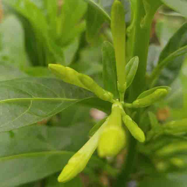 아래향 야래향 화분 기생초 월하향 자스민 꽃 나무 모기퇴치 벌레 식물 야... 실사용 후기 | 효과 있을까? - 대표 이미지