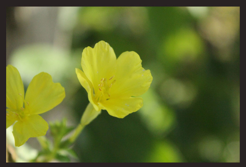 <b><p>Ungang Goal Raw squeeze Kore Eveni Primrose</p></b><b><p>雲長ゴール 生圧着 韓国語 月見草オイル 油 効能 国産 オメガ6</p></b><br /><br /><p align='center'>