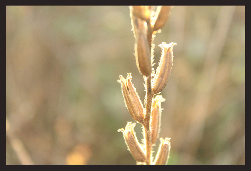 <b><p>Ungang Goal Raw squeeze Kore Eveni Primrose</p></b><b><p>雲長ゴール 生圧着 韓国語 月見草オイル 油 効能 国産 オメガ6</p></b><br /><br /><p align='center'>