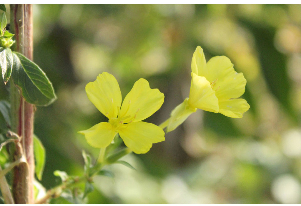 <b><p>Ungang Goal Raw squeeze Kore Eveni Primrose</p></b><b><p>雲長ゴール 生圧着 韓国語 月見草オイル 油 効能 国産 オメガ6</p></b><br /><br /><p align='center'>