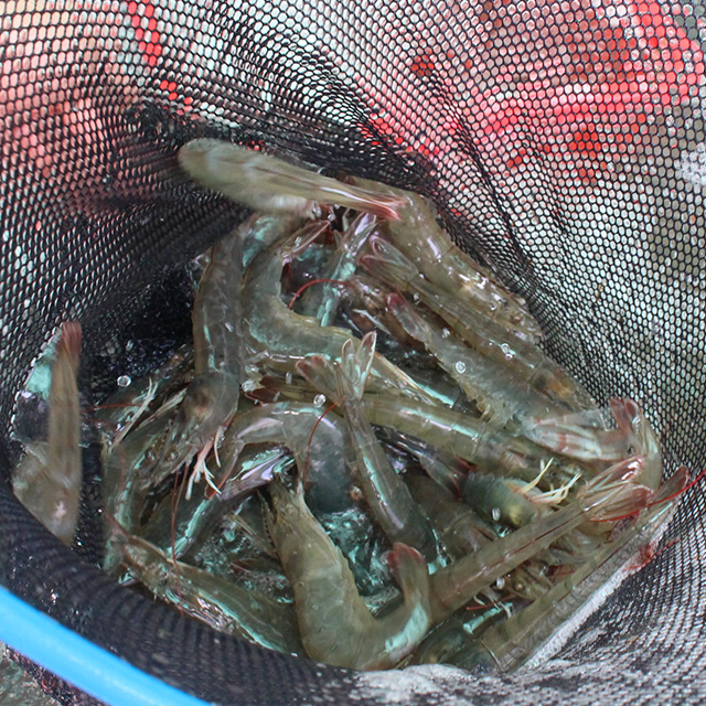 국산 생새우 500g 대하철 매일 입고 되는 생물새우 - 상세 이미지 2