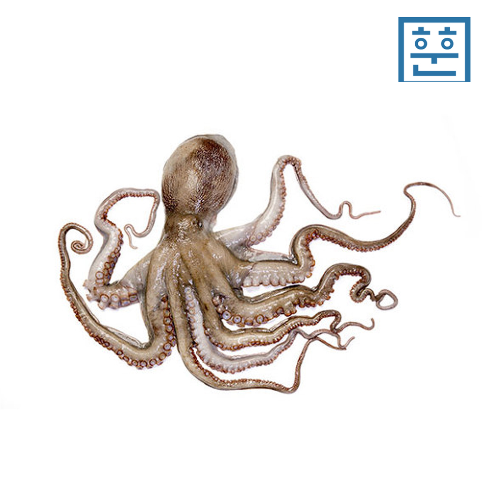 냉동 활낙지 850g - 상세 이미지 3