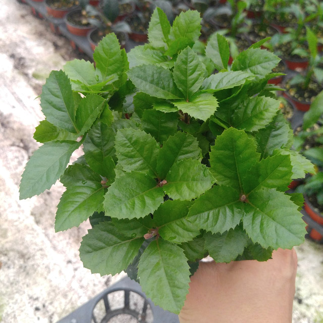 [마이그린] 산호수 공기정화식물 거실화분 실내관엽식물