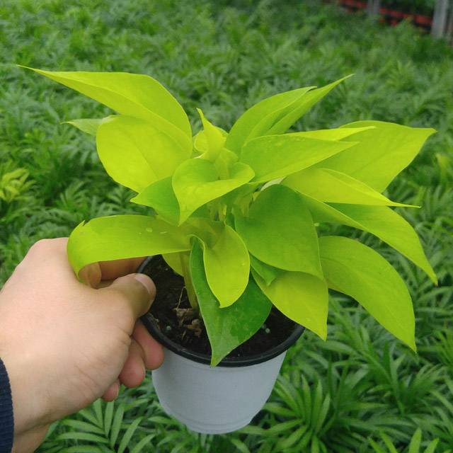 형광스킨답서스 야광 식물인테리어 수경재배 반음지 그늘 거실 키우기쉬운 실내공기정화식물 화분