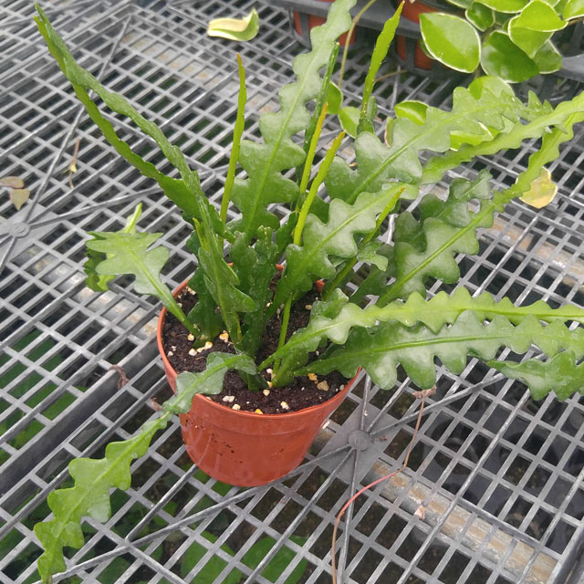 지그재그 선인장 ㅣ 생선뼈 선인장 ㅣ 공작선인장 ㅣ 희귀선인장 ㅣ 에피필룸 Epiphyllum anguliger - 상품 이미지