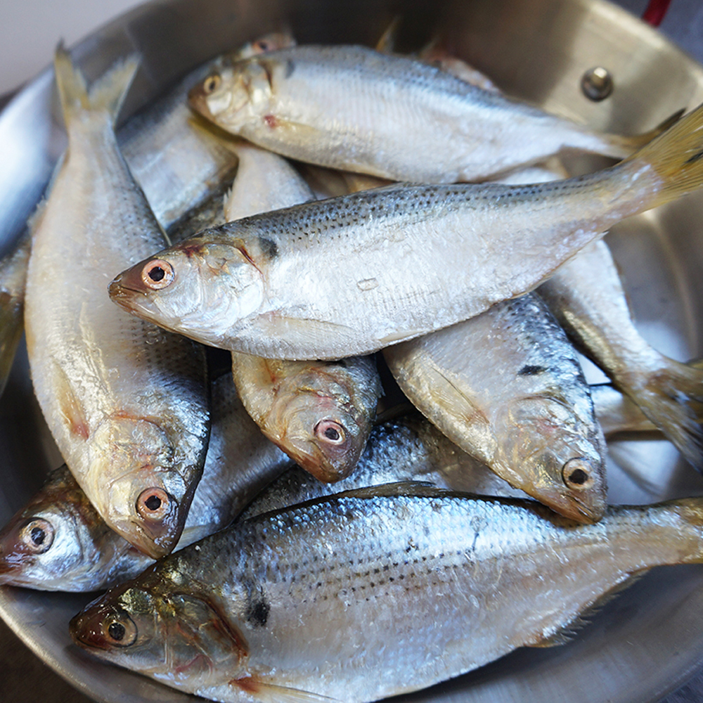 국내산 제철 활 전어 1kg(내장손질/전어회/구이용/초무침용 옵션 선택가능) - 상세 이미지 4