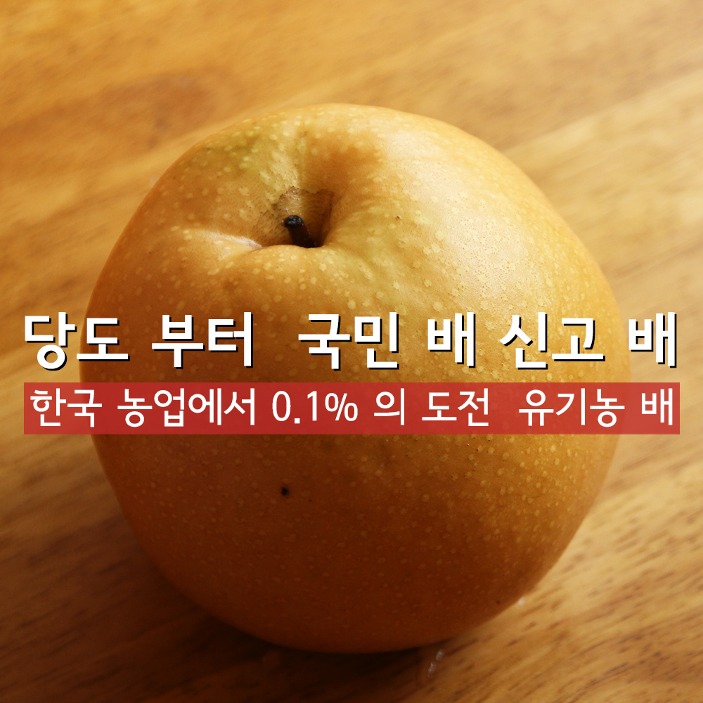 여섯시내고향 화성 열린농원 유기농 배 선물용 가정용 5k 원황 화산 신화 추황 신고 - 상세 이미지 4