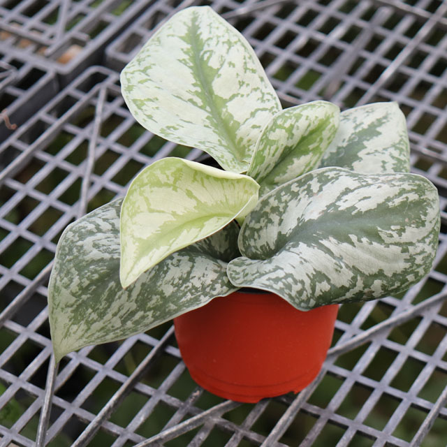 엔젤 스킨 스킨답서스 공기정화식물