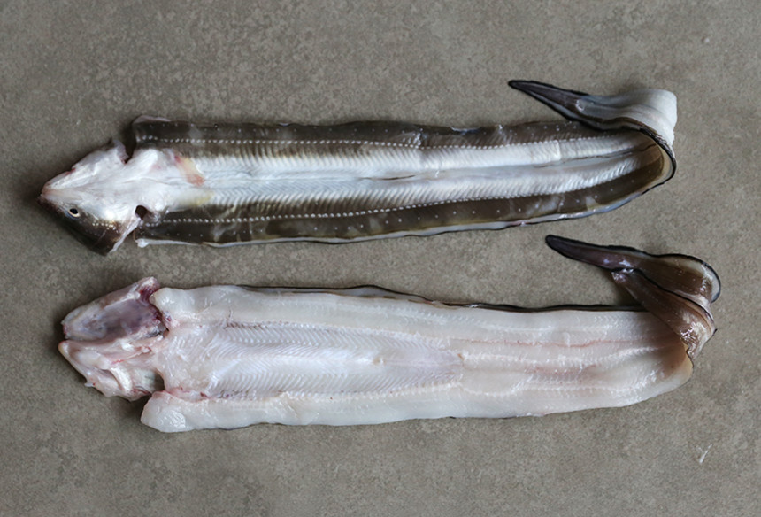 푸드윈도 : 네이버쇼핑 통영산 바다 장어 1kg (5~6마리)