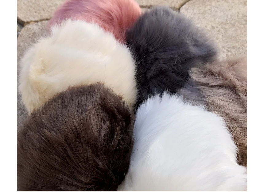 Rabbit hairdrops Pomfom is attracted by the fall o