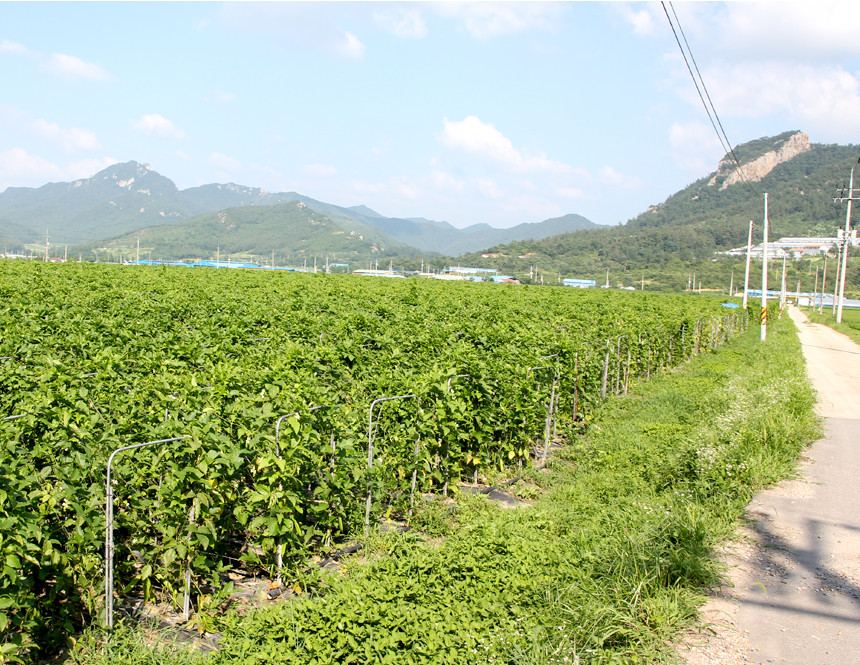 <b><p>Korean Pesticide-fe Soyb 100g, Trigular bag</p></b><b><p>韓国語 無農薬 ジャクヅコン茶 100グラム、 三角ティーバッグ 40介入 売り場</p></b><br /><br /><p align='center'>