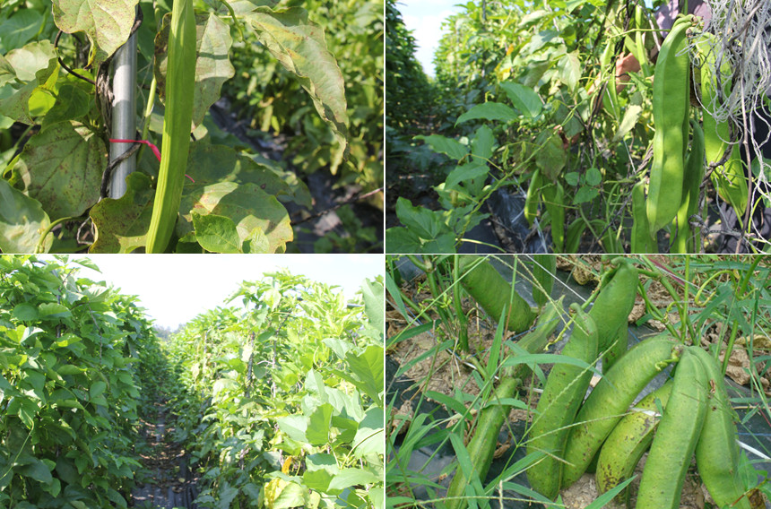 <b><p>Korean Pesticide-fe Soyb 100g, Trigular bag</p></b><b><p>韓国語 無農薬 ジャクヅコン茶 100グラム、 三角ティーバッグ 40介入 売り場</p></b><br /><br /><p align='center'>