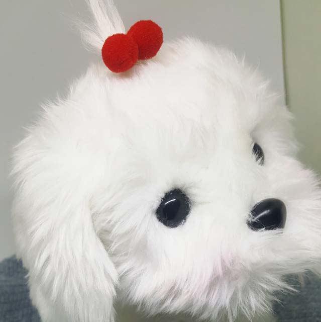 강아지머리끈 폼폼고무줄, 머리핀4색상