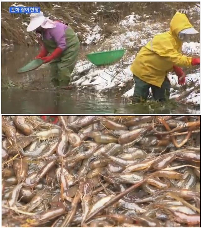 국산 토하젓 500g 토하새우 새뱅이젓 민물새우젓 - 상세 이미지 2