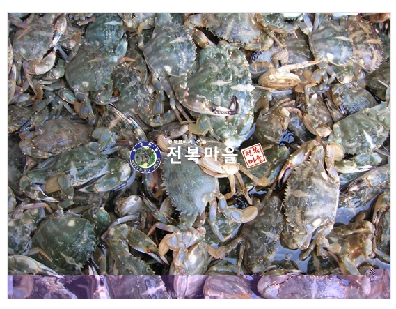 활돌게 박하지1kg 벌떡게 살아있는 돌게 돌게장 생돌게 민꽃게(조업당일발송상품) - 상세 이미지 3