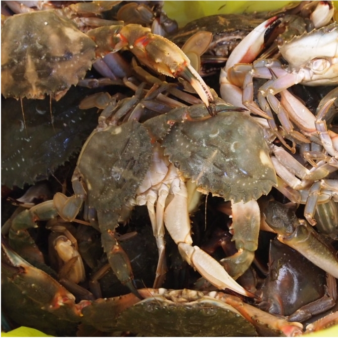 돌게장 간장돌게 간장게장 1kg 벌떡게장 민꽃게 박하지 - 상세 이미지 4